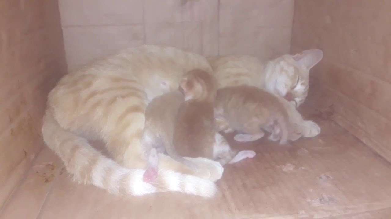 3 newborn kittens drinking milk(kikinohe sleepy) YouTube