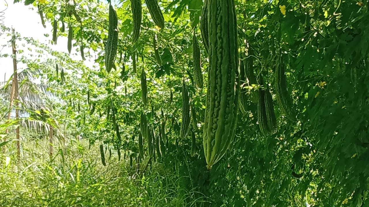 ILANG BESES DA BEST MAGSPRAY NI AMPALAYA? BITTER GOURD / AMPALAYA MANAGEMENT ROUTINES
