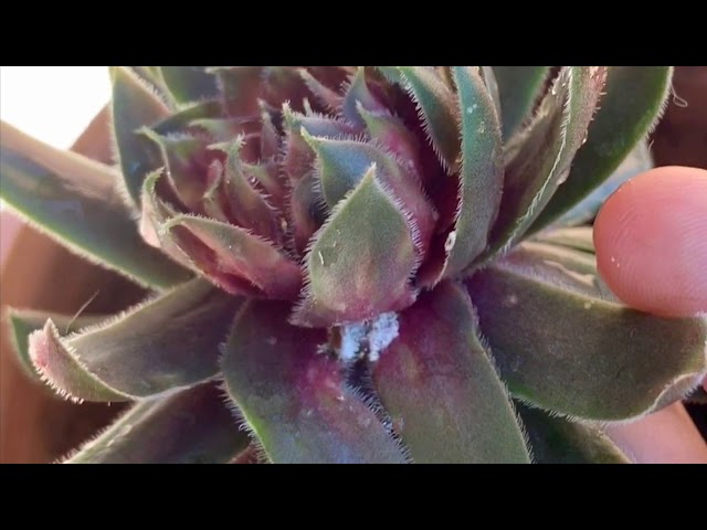 plant trust fertilizer TurfStar Bruce's Brew