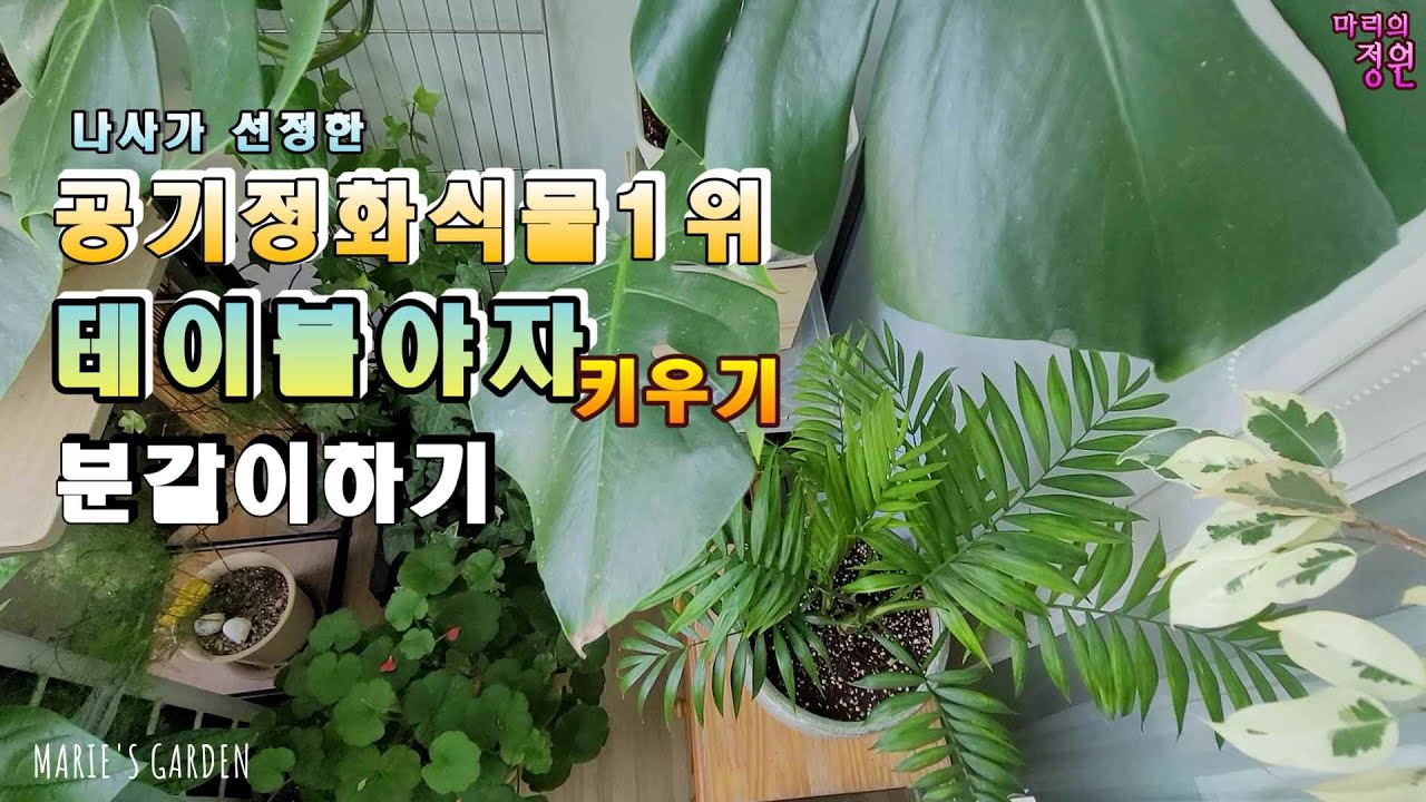 공기정화식물 테이블 야자키우기 /테이블야자 분갈이/나사가 선정한 공기정화식물 - YouTube