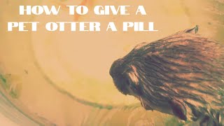 What Vitamin Should I Give A Rescued Pet Otter?