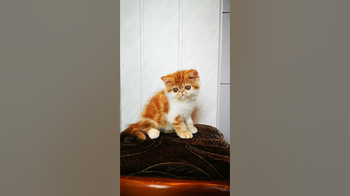 Watch the video about ✅Boy№1♂️Red tabby and white exotic shorthair male❤️