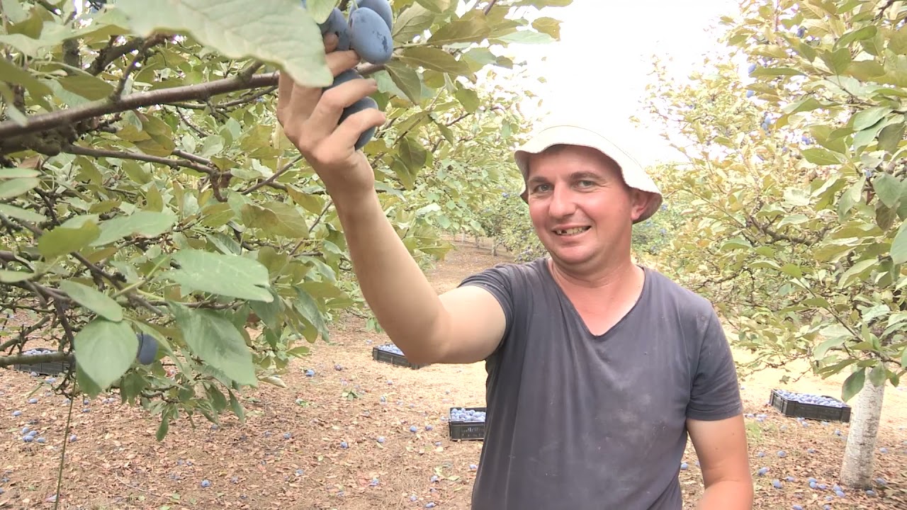 Imamo rešenje ep. 120 20.09.2021. Berba šljiva, Mirilovac, Paraćin