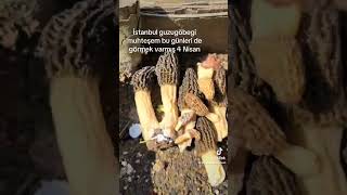 #uzman #bahçivan #guzu göbeği mantarı#
