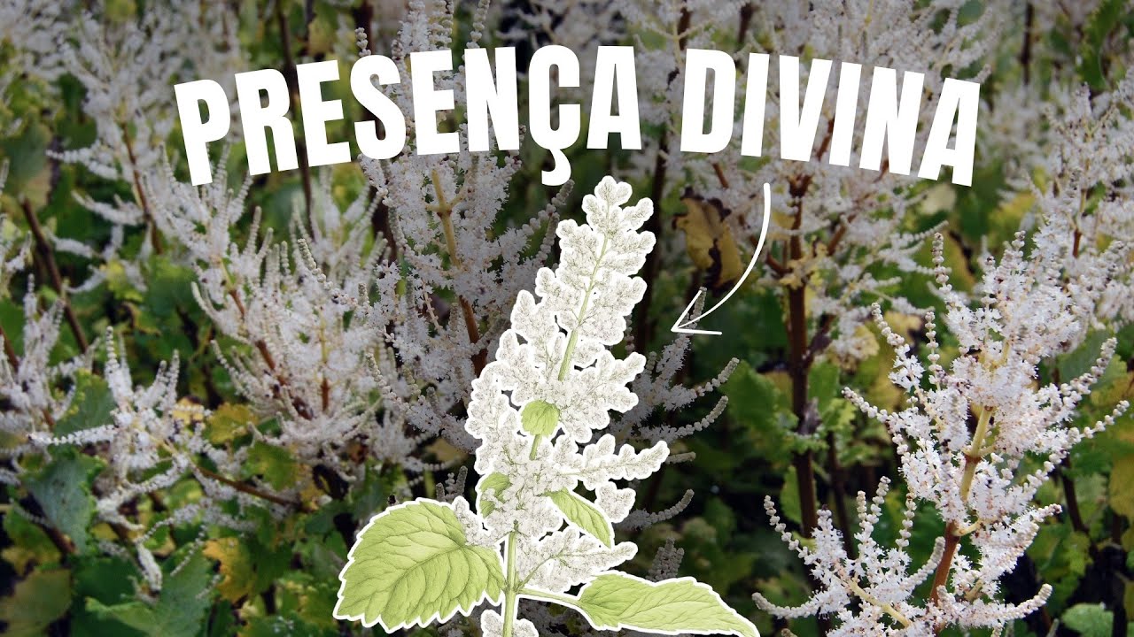 INCENSUS: o floral que DESPERTA A CONSCIÊNCIA DIVINA no COTIDIANO - 