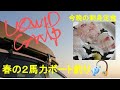 ２馬力ボート釣行VOL.24　今回初めて釣った魚でしたが、とんでもなく美味しかったのでまた釣りに行きたくなっています。