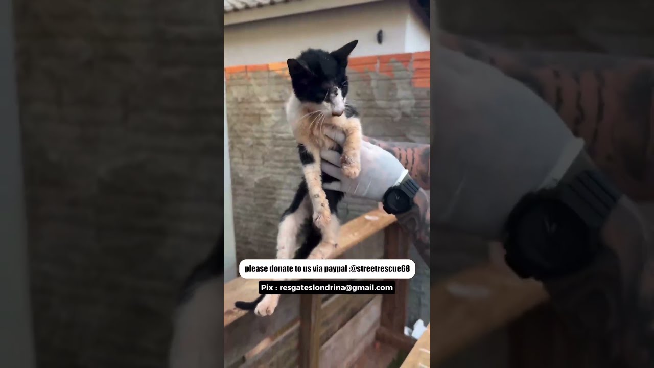 He Almost Gave Up Rescued At Last Cat Cats Shorts