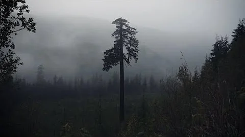 Dcouverte |  la dfense des arbres anciens