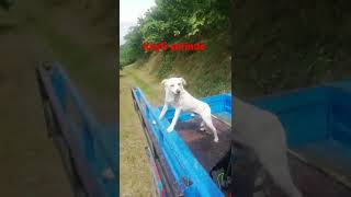 Köpeğin Patpat Keyfi