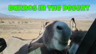Burros in the Desert in Death Valley