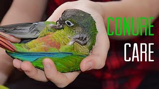 HOW TO  CARE FOR A GREEN CHEEK CONURE