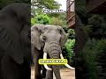 FAKTA LINTAH - GAJAH - BLALANG- AYAM #shortvideo #faktaunik #hewan #faktamenarik