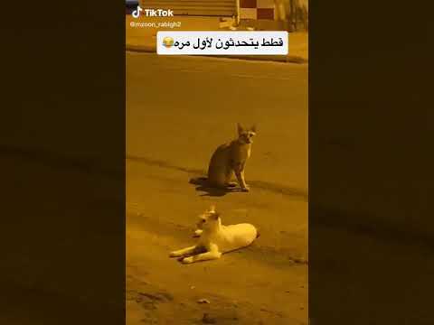 قطط يتگلمو واضح نعم خير شتبي
