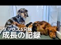 【ダックスの子犬】生後9日から21日目までの成長をご報告、おめめが開きました
