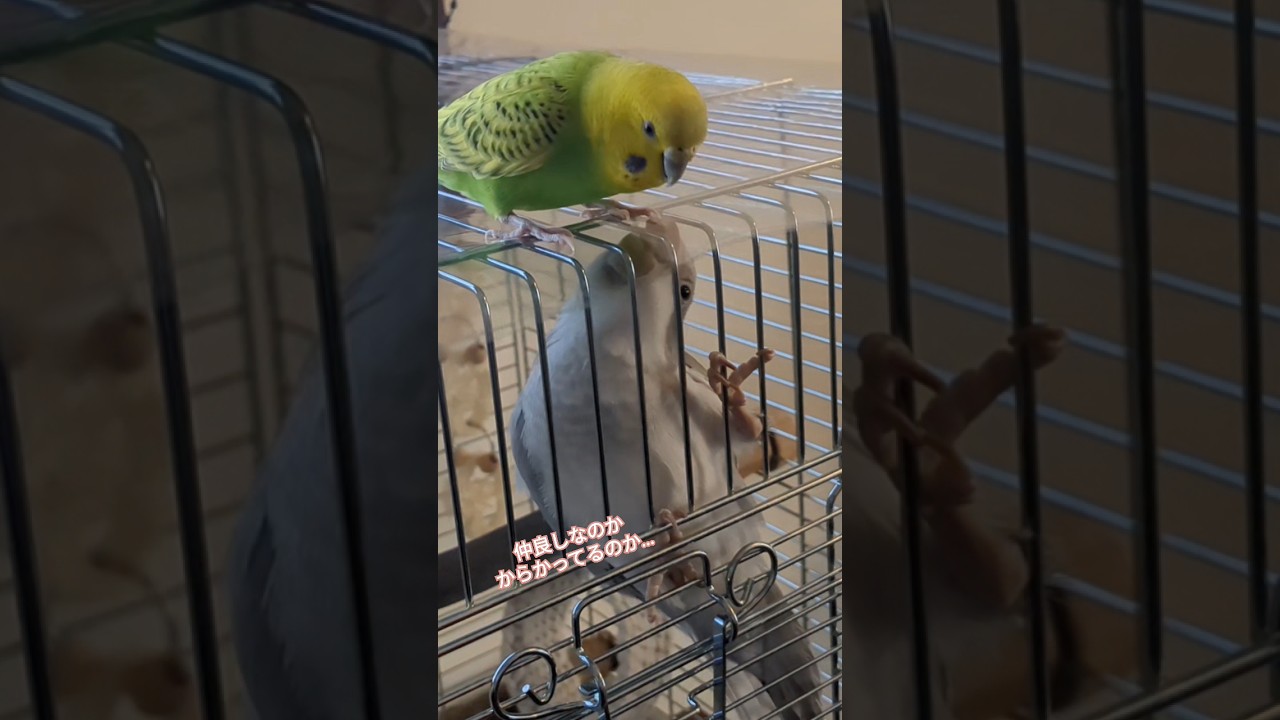 仲良しセキセイインコとオキナインコ#budgerigar #インコのいる暮らし