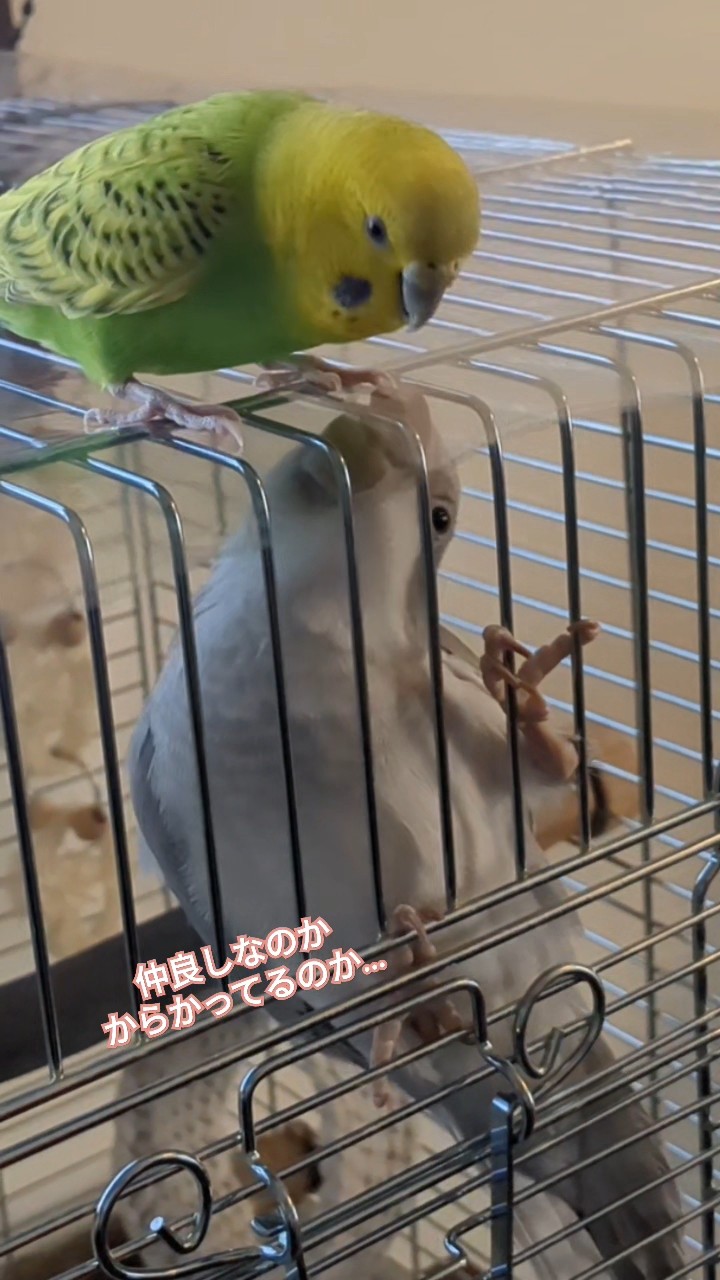 仲良しセキセイインコとオキナインコ#budgerigar #インコのいる暮らし
