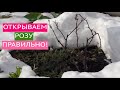 ОТКРЫВАЕМ РОЗУ ВЕСНОЙ - А ВЫ ГОВОРИЛИ ТАК ОНИ НЕ ПЕРЕЗИМУЮТ!