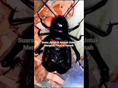 suara jangkrik jerabang, jangkrik kalung #vidio shorts #insects #suara #animals #nature