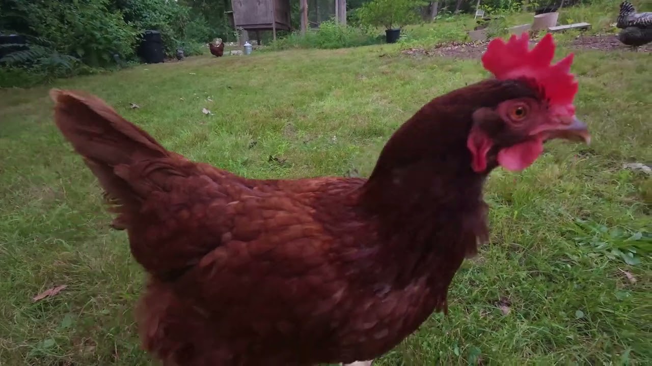 chilling with chickens 7.27