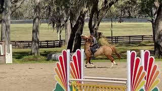 Zenith Ruby de Rev - Beginner Novice 2’6” SJ