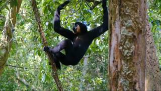 Gibbon ape climbing trees || How fast can gibbon swing on trees