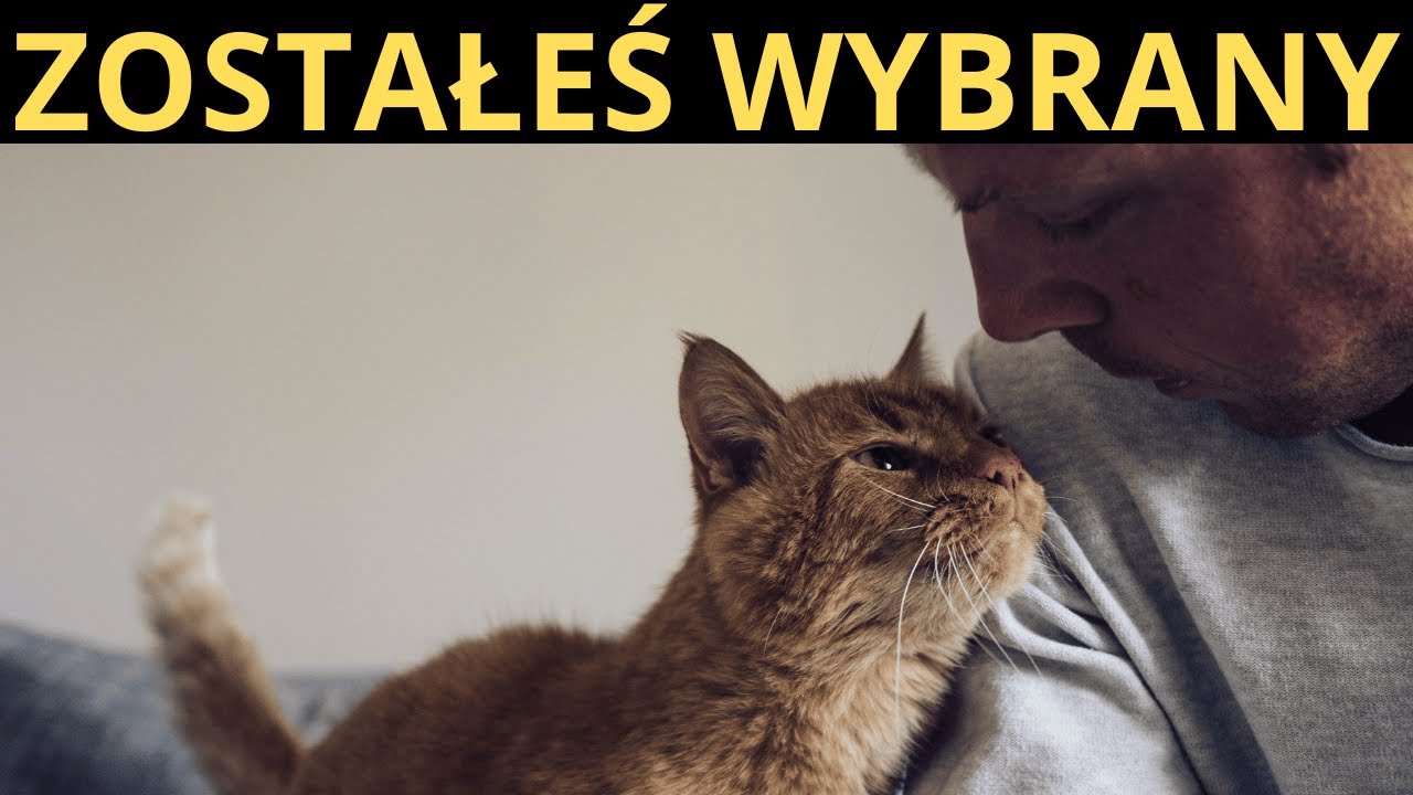 Jeśli twój kot łamie te 7 biologicznych zasad, to znaczy, że cię wybrał