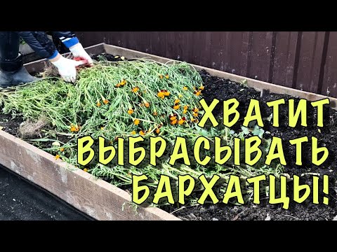 Видео: Уход за растениями из измельченного бархата - Выращивание измельченного бархата Дасти Миллер