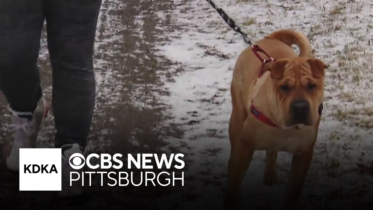 As winter storm hits western Pennsylvania, vets urge pet owners to take precautions