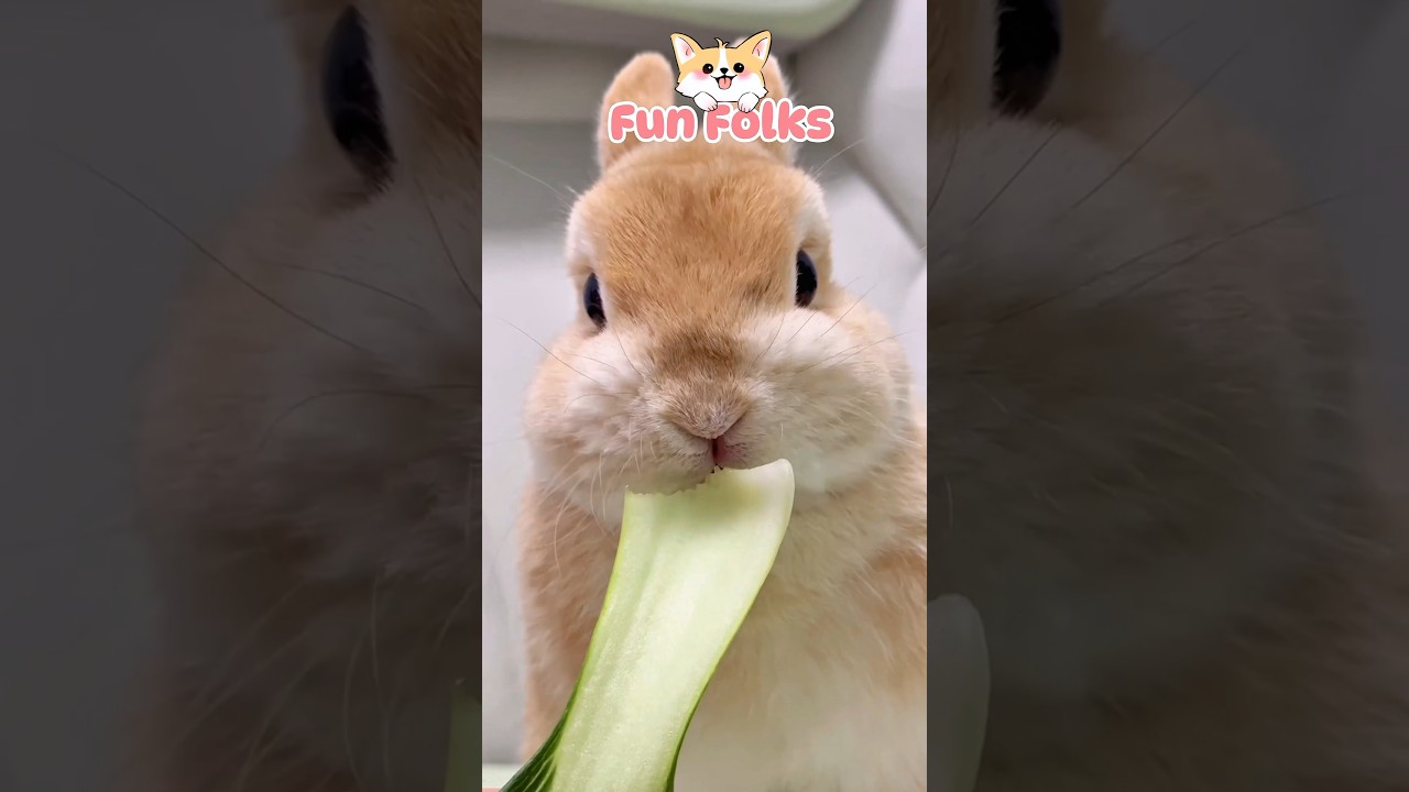 The Bunny's Sawi Drama 