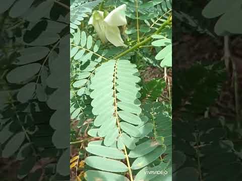 Hummingbird flower(sesbania grandiflora)#leaves
