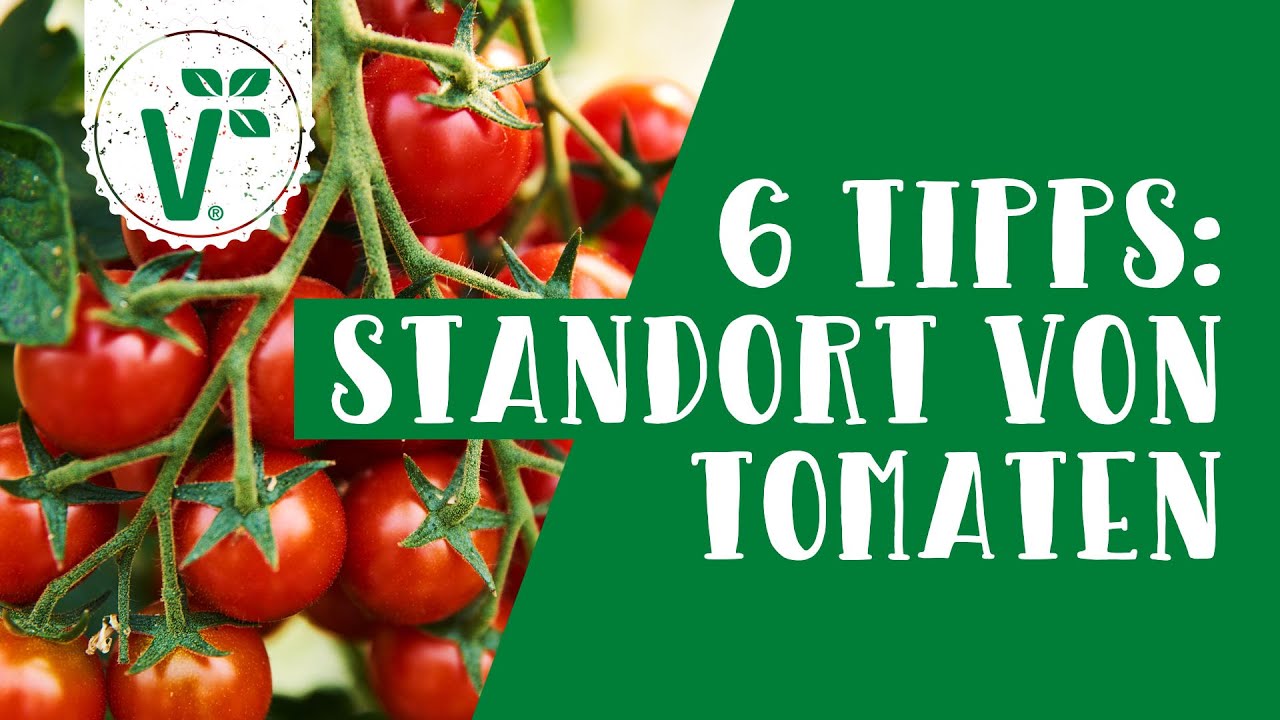 Tomaten anbauen 6 einfache Tipps für den Standort im Garten YouTube