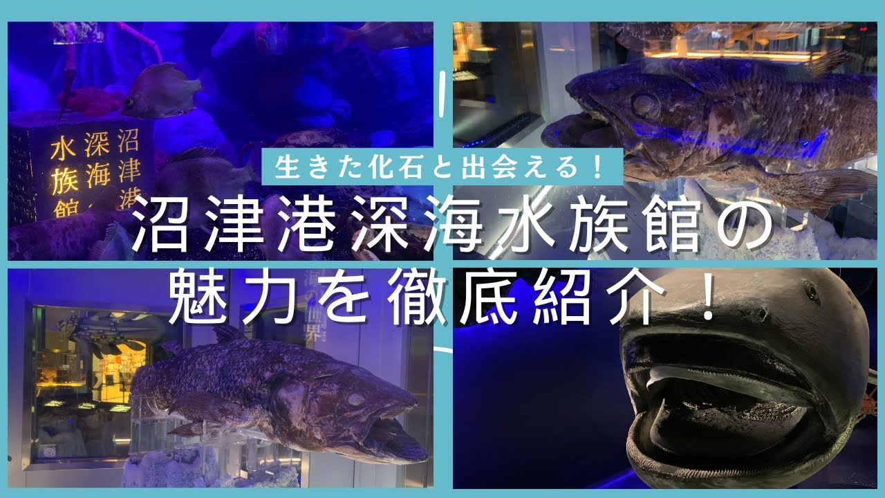 沼津港深海水族館の雰囲気