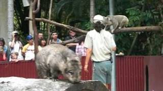 Koala & Wombat Presentation - Cairns Zoo