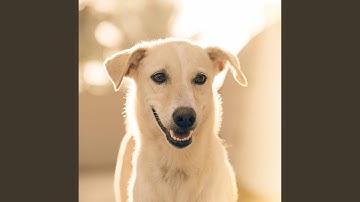 Spirited Backdrops for Relaxing Your Pooches