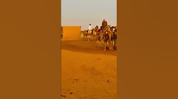 #القرآن_الكريم #quran #الجزائر #تلاوة #المغرب #السعودية #محمد_الفقيه #camel_racing #اكسبلور