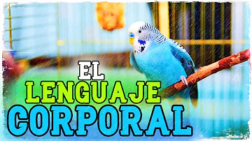 ¿Qué significa que un pájaro mueva la cabeza arriba y abajo?