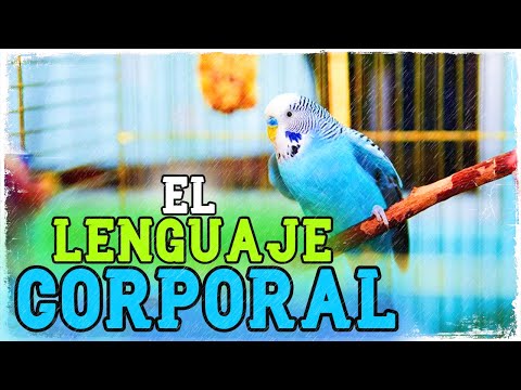 Video: Cómo cuidar un pez ángel: 11 pasos (con imágenes)