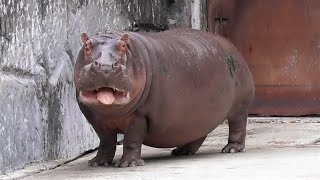 定時退社するカバのマイちゃん 東武動物公園 Youtube