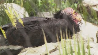 California Condor population recovering from brink of extinction