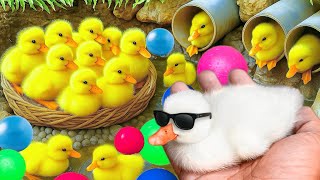 Mencari bebek lucu, Bebek berenang, menangkap bebek angsa, Duck,ikan, dan ayam warna warni.