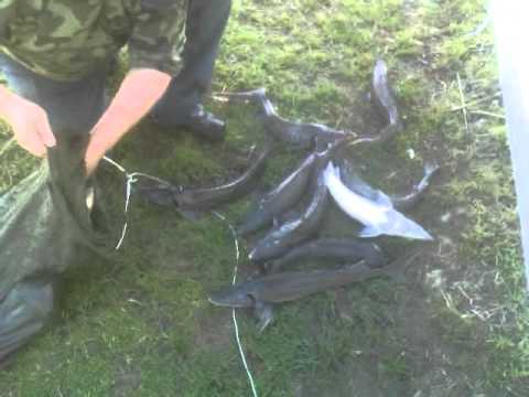 Ловля на колбасу видео Ловля на колбасу видео