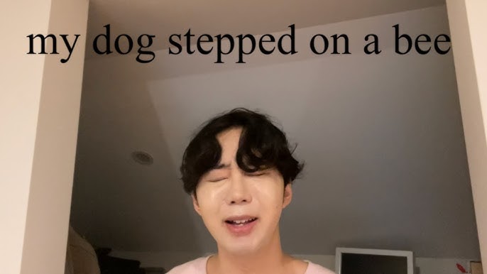 dog stepped on a bee meme｜TikTok Search