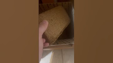 Coco coir substrate!! Where to find it and how to use it. #subscribe