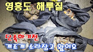 영흥도 해루질 단속하기전 개조개캐고 소라줍줍