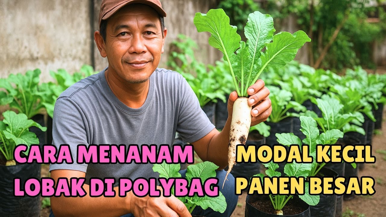 CARA MENANAM LOBAK DI POLYBAG ‼️ MODAL KECIL PANEN BESAR