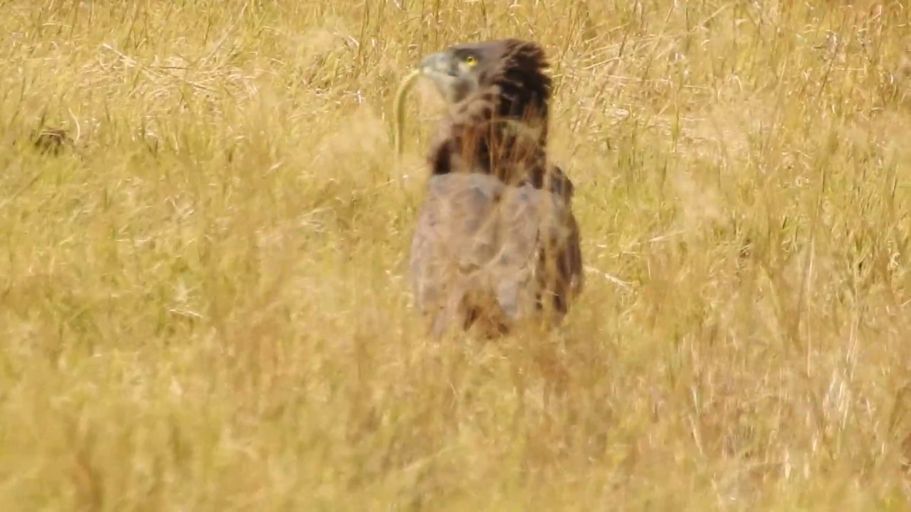 Brown snake eagle eating snake