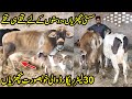 Asim Dogar Catte Farm | Pure Frisian And Jersey Cows For Sale | 6 Cows For Sale in Low Rate