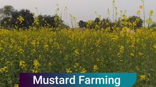 Mustard Farming। Mustard oil