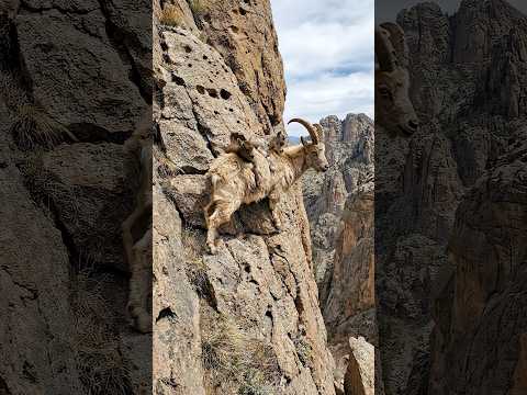 climber mountains #shortvideo #wildlife #goatclimbing