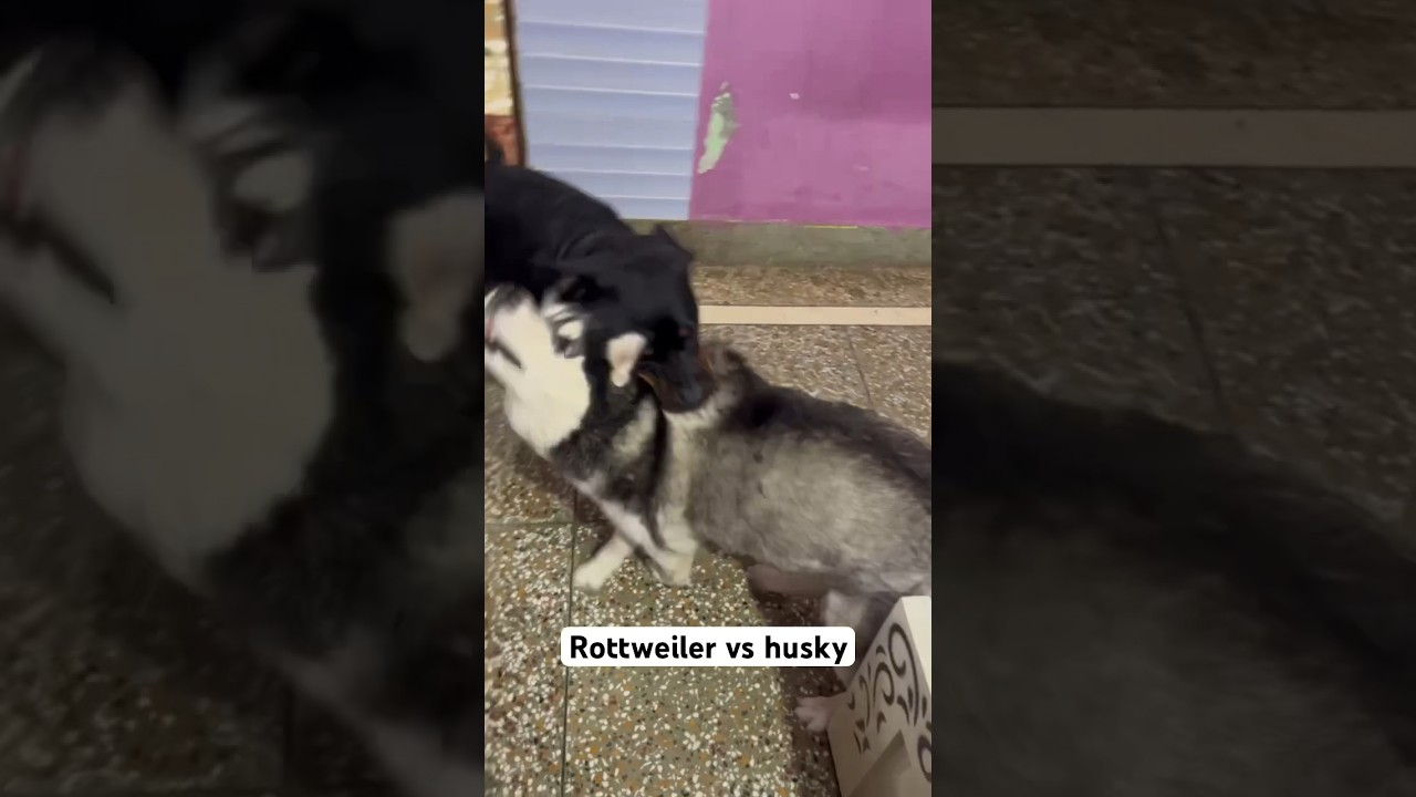 Rottweiler vs husky again | funny fight 